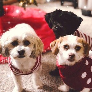 Meet your Posher, Kelley